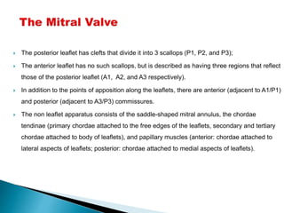  The posterior leaflet has clefts that divide it into 3 scallops (P1, P2, and P3);
 The anterior leaflet has no such scallops, but is described as having three regions that reflect
those of the posterior leaflet (A1, A2, and A3 respectively).
 In addition to the points of apposition along the leaflets, there are anterior (adjacent to A1/P1)
and posterior (adjacent to A3/P3) commissures.
 The non leaflet apparatus consists of the saddle-shaped mitral annulus, the chordae
tendinae (primary chordae attached to the free edges of the leaflets, secondary and tertiary
chordae attached to body of leaflets), and papillary muscles (anterior: chordae attached to
lateral aspects of leaflets; posterior: chordae attached to medial aspects of leaflets).
 