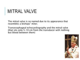 MITRAL VALVE
The mitral valve is so named due to its appearance that
resembles a bishops’ miter.
Transesophageal echocardiography and the mitral valve
(that sits only 5–10 cm from the transducer with nothing
but blood between them)
 