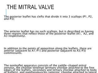THE MITRAL VALVE
The posterior leaflet has clefts that divide it into 3 scallops (P1, P2,
and P3);
The anterior leaflet has no such scallops, but is described as having
three regions that reflect those of the posterior leaflet (A1, A2, and
A3 respectively).
In addition to the points of apposition along the leaflets, there are
anterior (adjacent to A1/P1) and posterior (adjacent to A3/P3)
commissures.
The nonleaflet apparatus consists of the saddle-shaped mitral
annulus, the chordae tendinae (primary chordae attached to the free
edges of the leaflets, secondary and tertiary chordae attached to body
 