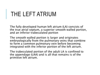 THE LEFT ATRIUM
The fully developed human left atrium (LA) consists of
the true atrial septum, a superior smooth walled portion,
and an inferior trabeculated portion
The smooth walled portion is larger and originates
embryologically from the pulmonary veins that combine
to form a common pulmonary vein before becoming
integrated with the inferior portion of the left atrium.
The trabeculated portion of the adult LA is confined to
the appendage (LAA) and is all that remains is of the
primitive left atrium.
 