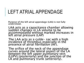 LEFT ATRIAL APPENDAGE
Purpose of the left atrial appendage (LAA) is not fully
understood.
LAA acts as a capacitance chamber allowing
sudden changes in LA volume to be
accommodated without marked increases in
left atrial pressure (LAP)
The LAA acts as a culde- sac with a high
incidence of thrombus especially in the
presence of atrial fibrillation (AF).
The orifice of the neck of the appendage
curves around the lateral aspect of the LA
between the left upper pulmonary vein
(LUPV) (posteriorly) and the junction of the
LA and pulmonary trunk (anteriorly).
 