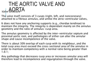 THE AORTIC VALVE AND
AORTA
Valve Structure-
The valve itself consists of 3 cusps (right, left, and noncoronary)
attached to a fibrous annulus, and unlike the atrio-ventricular valves,
It does not have any anchoring supports (e.g., chordae tendinae) to
maintain the integrity. The integrity is dependant mainly on the annulus
geometry and the ratio of annulus: cusp area.
The annulus geometry is affected by the inter-ventricular septum and
proximal aortic root, and pathologies of either can alter the annular
shape and cause incompetence of the valve.
There is about 30% overlap of each cusp with its neighbour, and the
total cusp area must exceed the cross sectional area of the annulus in
order to maintain competency with a normal ratio being greater than
1.6:1;
Any pathology that decreases cusp area or increases annular area will
therefore lead to incompetence and regurgitation through the valve.
 