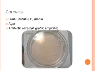Lb Media Transfection | PPTX