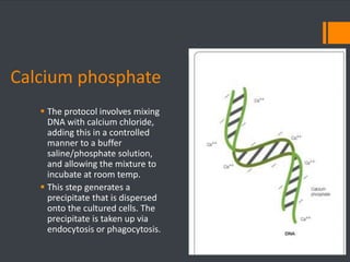 Calcium phosphate 
 The protocol involves mixing 
DNA with calcium chloride, 
adding this in a controlled 
manner to a buffer 
saline/phosphate solution, 
and allowing the mixture to 
incubate at room temp. 
 This step generates a 
precipitate that is dispersed 
onto the cultured cells. The 
precipitate is taken up via 
endocytosis or phagocytosis. 
 