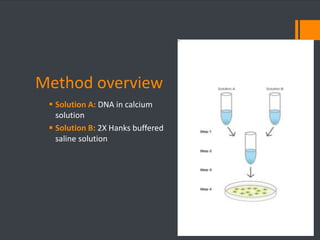 Method overview 
 Solution A: DNA in calcium 
solution 
 Solution B: 2X Hanks buffered 
saline solution 
 