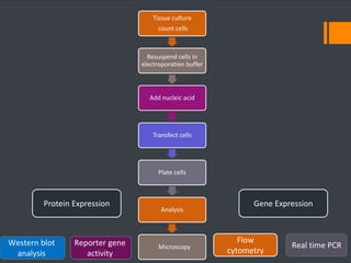 Tissue culture 
count cells 
Resuspend cells in 
electroporation buffer 
Add nucleic acid 
Transfect cells 
Plate cells 
Protein Expression Gene Expression 
Analysis 
Flow 
Microscopy Real time PCR 
cytometry 
Reporter gene 
activity 
Western blot 
analysis 
 