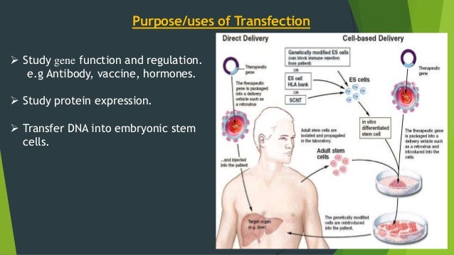 Transfection