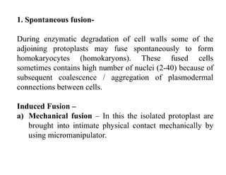 1. Spontaneous fusion-
During enzymatic degradation of cell walls some of the
adjoining protoplasts may fuse spontaneously to form
homokaryocytes (homokaryons). These fused cells
sometimes contains high number of nuclei (2-40) because of
subsequent coalescence / aggregation of plasmodermal
connections between cells.
Induced Fusion –
a) Mechanical fusion – In this the isolated protoplast are
brought into intimate physical contact mechanically by
using micromanipulator.
 