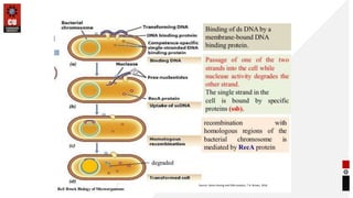 Transfection in Gene Transfer Techniques | PPTX
