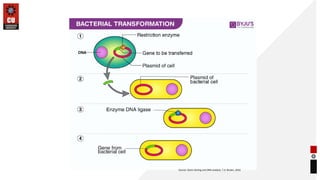 Transfection in Gene Transfer Techniques | PPTX