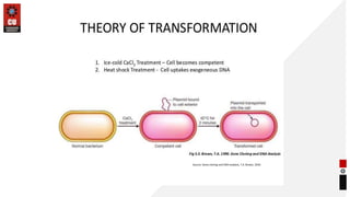 Transfection in Gene Transfer Techniques | PPTX