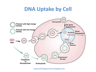 DNA Uptake by Cell
www.technologyinscience.blogspot.com
 