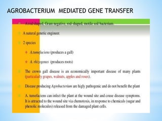 AGROBACTERIUM MEDIATED GENE TRANSFER
 