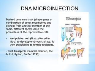 Desired gene construct (single genes or
combination of genes recombined and
cloned) from another member of the
same/different species into the
pronucleus of the reproductive cell.
- Manipulated cell (first cultured in
vitro) to develop embryonic phase, is
then transferred to female recipient.
- First transgenic mammal Herman, the
bull (Lelystad, 16 Dec 1990).
DNA MICROINJECTION
 
