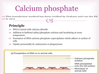 
Principle
 DNA is mixed with calcium chloride
 Addition to buffered saline/phosphate solution and incubating at room
temperature
 Formation of DNA-calcium phosphate coprecipitates which adhere to surface of
cells
 Uptake presumably by endocytosis or phagocytosis
Calcium phosphate
 
