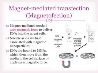 
Magnet-mediated transfection
(Magnetofection)
 Magnet-mediated method
uses magnetic force to deliver
DNA into the target cells.
 Nucleic acids are first
associated with magnetic
nanoparticles.
 DNA are bound to MNPs,
which then move from the
media to the cell surface by
applying a magnetic force.
 