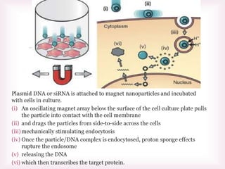 
Plasmid DNA or siRNA is attached to magnet nanoparticles and incubated
with cells in culture.
(i) An oscillating magnet array below the surface of the cell culture plate pulls
the particle into contact with the cell membrane
(ii) and drags the particles from side-to-side across the cells
(iii)mechanically stimulating endocytosis
(iv) Once the particle/DNA complex is endocytosed, proton sponge effects
rupture the endosome
(v) releasing the DNA
(vi) which then transcribes the target protein.
 