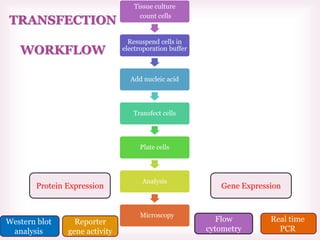 TRANSFECTION
WORKFLOW
Tissue culture
count cells
Resuspend cells in
electroporation buffer
Add nucleic acid
Transfect cells
Plate cells
Analysis
Microscopy
Gene ExpressionProtein Expression
Western blot
analysis
Reporter
gene activity
Flow
cytometry
Real time
PCR
 