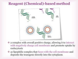 a complex with overall positive charge, allowing it to interact
with negatively charge cell membrane and promote uptake by
endocytosis
 as lipophilic complex that fuses with the cell membrane and
deposits the transgene directly into the cytoplasm
 
