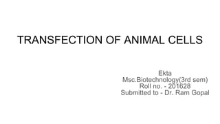 TRANSFECTION OF ANIMAL CELLS
Ekta
Msc.Biotechnology(3rd sem)
Roll no. - 201628
Submitted to - Dr. Ram Gopal
 