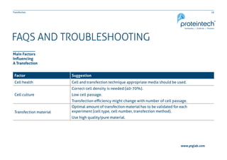 16Transfection
www.ptglab.com
FAQS AND TROUBLESHOOTING
Main Factors
Influencing
A Transfection
Factor Suggestion
Cell health Cell and transfection technique appropriate media should be used.
Cell culture
Correct cell density is needed (40-70%).
Low cell passage.
Transfection efficiency might change with number of cell passage.
Transfection material
Optimal amount of transfection material has to be validated for each
experiment (cell type, cell number, transfection method).
Use high quality/pure material.
 