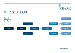 6Transfection
www.ptglab.com
INTRODUCTION
General
Transfection
Workflow
 