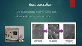 Electroporation
 Use of high voltage to deliver nucleic acids
 Pores are formed on cell membrane
 