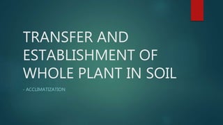 TRANSFER AND
ESTABLISHMENT OF
WHOLE PLANT IN SOIL
- ACCLIMATIZATION
 
