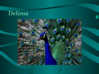 Defensa
 