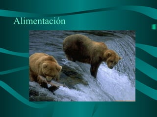 Alimentación
 