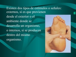 Existen dos tipos de estímulos o señales:
externos, si es que provienen
desde el exterior o el
ambiente donde se
desarrolla un organismo,
o internos, si se producen
dentro del mismo
organismo.
 