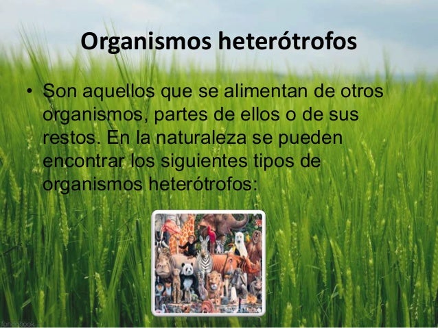 Transferencia de
