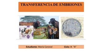 TRANSFERENCIA DE EMBRIONES
Estudiante: María Coronel Ciclo: IX “A”
 