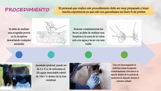 Transferencia de embriones en bovinos | PPTX