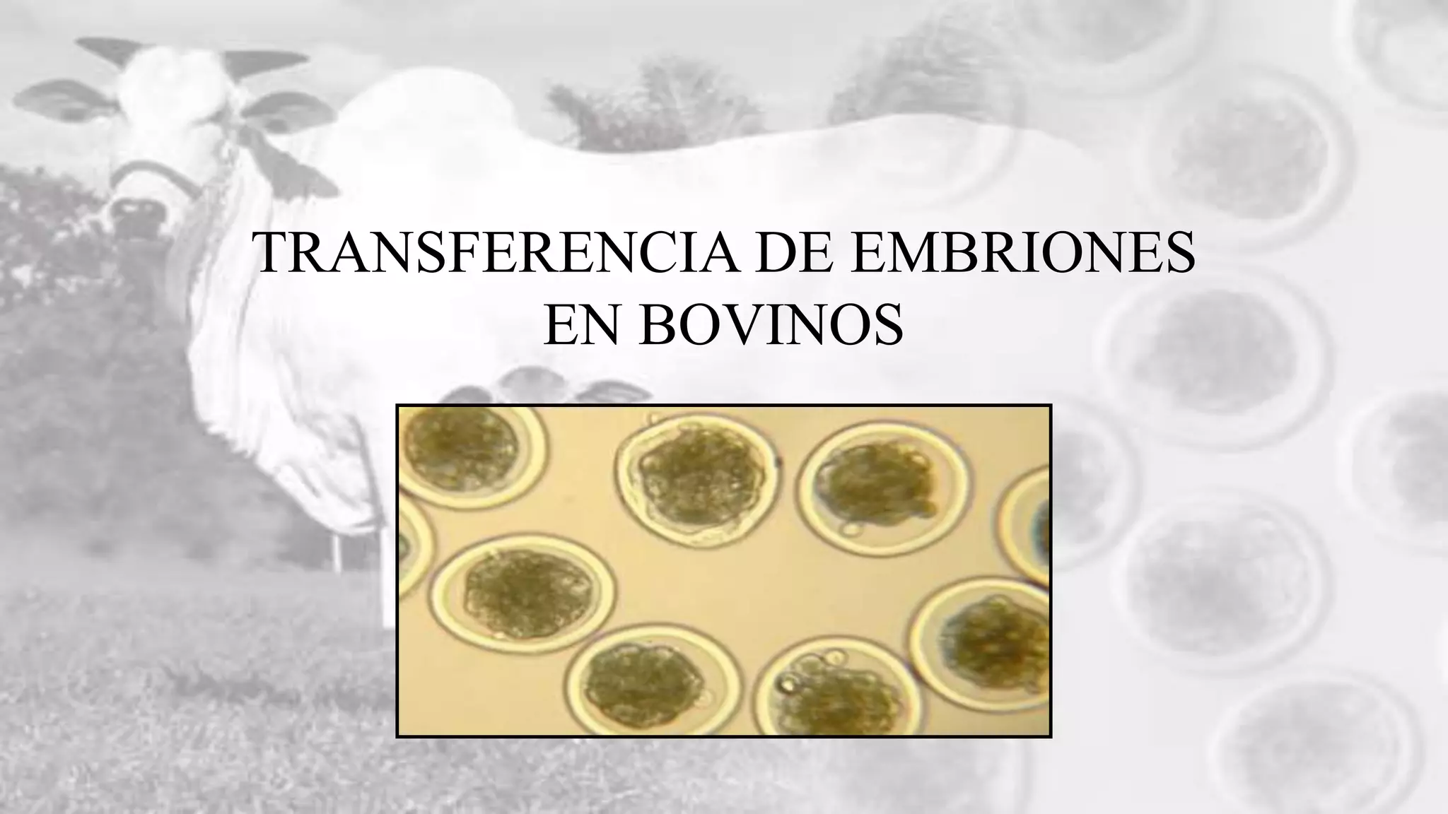 Transferencia de embriones en bovinos | PPTX