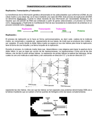 TRANSFERENCIADE LA INFORMACIÓN GENÉTICA
Replicacion, Transcripción y Traducción.-
La transferencia de la información genética almacenada en los polinucleotidos que conforman el DNA, de una
célula madre a una célula hija, se lo hace mediante una copia del DNA. Este proceso de duplicación del DNA
se denomina Replicación. Cuando la célula necesita de esa información por necesidades fisiológicas, se
requiere que una porción de RNA sea sintetizado a partir de genes seleccionados y el proceso se nomina
como Transcripción y finalmente la manifestación final de esa necesidad es la elaboración de proteínas en un
proceso conocido como Traducción.
Replicación Transcripción Traducción
DNA DNA RNA Proteína
Replicación.-
El proceso de replicación se lo hace en forma semiconservadora, es decir cada cadena de la molécula
madre, es conservada y copiada por apareamiento de sus bases, de modo que se producen dos moldes a
ser copiados. El punto donde la doble hélice madre se separa en sus dos hebras para iniciar la replicación,
tiene la forma de una horquilla y se llama horquilla de la replicación.
Durante el proceso, la molécula madre tiene que desenrollarse o sea relajarse para lograr la apertura de la
doble hélice, lo que se logra por acción de las topoisomerasas. La topoisomerasa I corta una de las dos
hebras y las de tipo II cortan ambas hebras. La separación de ambas hélices la realizan las helicasas, de las
cuales se une una molécula a cada hebra y van avanzando en dirección 5´3´ y la otra en dirección 3´5´
separando las dos hebras. Una vez que las hebras se han separado unas proteínas denominadas SSB une a
la hebras impidiendo que se vuelvan a formar puentes de hidrógeno entre las bases complementarias.
 