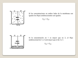 Si las concentraciones en ambos lados de la membrana son 
iguales los flujos unidireccionales son iguales. 
J1,2  J2,1 
Si la concentración en 1 es mayor que en 2, el flujo 
unidireccional de 1 a 2 será mayor que el de 2 a 1. 
J1,2  J2,1 
 