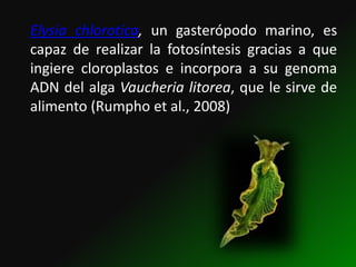 Elysia chlorotica, un gasterópodo marino, es
capaz de realizar la fotosíntesis gracias a que
ingiere cloroplastos e incorpora a su genoma
ADN del alga Vaucheria litorea, que le sirve de
alimento (Rumpho et al., 2008)
 