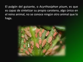 El pulgón del guisante, o Acyrthosiphon pisum, es que
es capaz de sintetizar su propio caroteno, algo único en
el reino animal, no se conoce ningún otro animal que lo
haga.
 