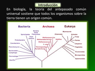 Introducción
En biología, la teoría del antepasado común
universal sostiene que todos los organismos sobre la
tierra tienen un origen común.
 