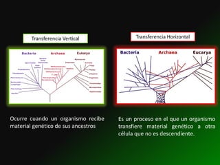 Transferencia Vertical              Transferencia Horizontal




Ocurre cuando un organismo recibe    Es un proceso en el que un organismo
material genético de sus ancestros   transfiere material genético a otra
                                     célula que no es descendiente.
 