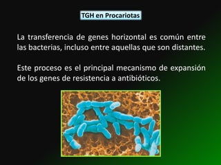 TGH en Procariotas

La transferencia de genes horizontal es común entre
las bacterias, incluso entre aquellas que son distantes.

Este proceso es el principal mecanismo de expansión
de los genes de resistencia a antibióticos.
 