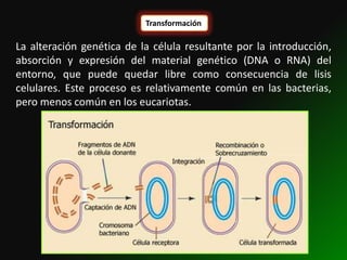Transformación

La alteración genética de la célula resultante por la introducción,
absorción y expresión del material genético (DNA o RNA) del
entorno, que puede quedar libre como consecuencia de lisis
celulares. Este proceso es relativamente común en las bacterias,
pero menos común en los eucariotas.
 