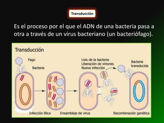Transducción


Es el proceso por el que el ADN de una bacteria pasa a
otra a través de un virus bacteriano (un bacteriófago).
 