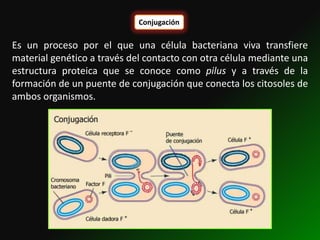 Conjugación

Es un proceso por el que una célula bacteriana viva transfiere
material genético a través del contacto con otra célula mediante una
estructura proteica que se conoce como pilus y a través de la
formación de un puente de conjugación que conecta los citosoles de
ambos organismos.
 