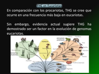 THG en Eucariotas
En comparación con los procariotas, THG se cree que
ocurre en una frecuencia más baja en eucariotas.

Sin embargo, evidencia actual sugiere THG ha
demostrado ser un factor en la evolución de genomas
eucariotas.
 