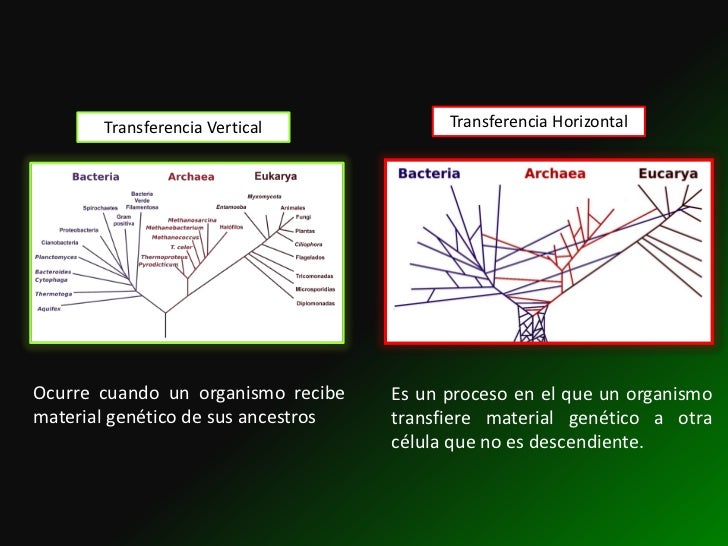 Transferencia horizontal de información genética