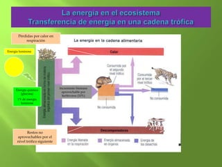 Pérdidas por calor en
            respiración

Energía luminosa




                                Incremento biomasa
     Energía química
                                  aprovechable por
        (glucosa)
                                  herbívoros (10%)
      1% de energía
        luminosa




             Restos no
      aprovechables por el
      nivel trófico siguiente
 