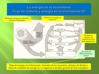 Pérdida de energía por reflexión e        Pérdidas de energía por
     ineficacia fotosintética                   respiración




                                                                                     Pérdidas de
                                                                                     energía y de
                                                                                  materia hacia los
                                                                                  descomponedores




                                                                                   ¿Son todas las
                                                                                flechas del mismo
                                                                                      ancho?




      Flujo de energía en la biocenosis. Tamaños de los recuadros, anchura de flechas y
     cifras de unidades de energía (u. e.) sugieren el modelo general de flujo energético.
 