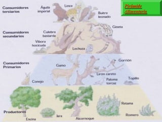 Pirámide
Alimentaria
 